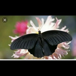 Meet your Posher, Kene